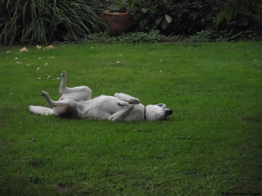 2016-09-stella03-copy