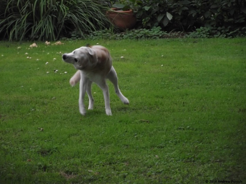 2016-09-stella05-copy