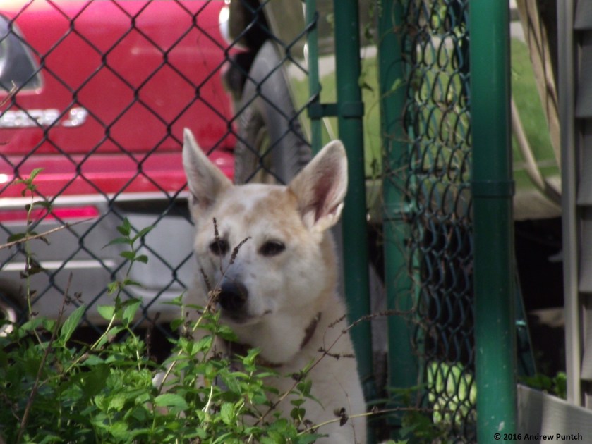 2016-09-stella08-copy