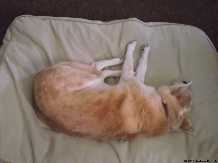 2016-09-stella1-copy