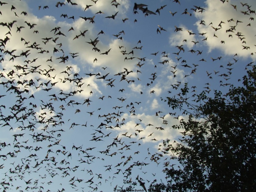 august_4_download-123-copy