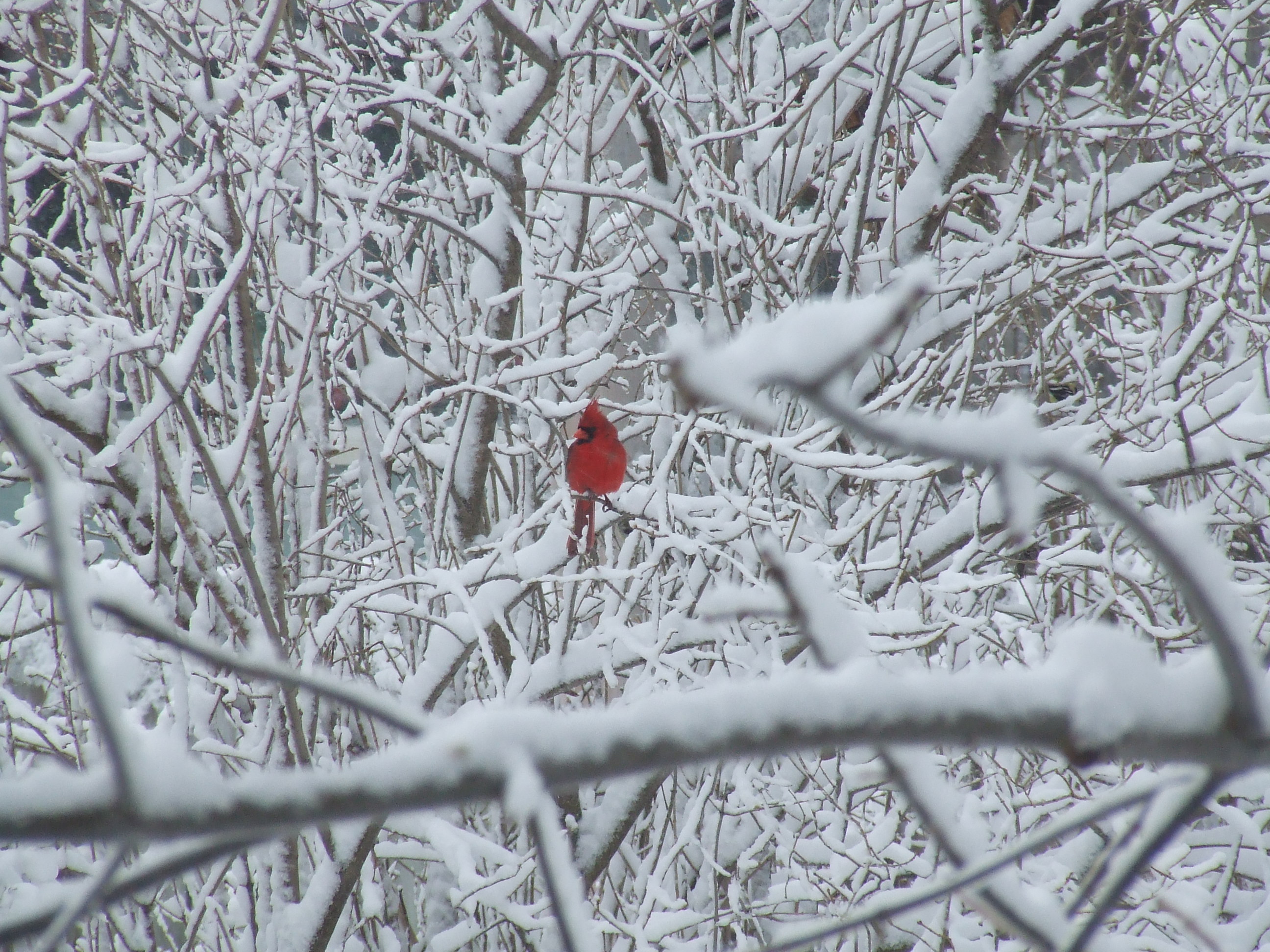 Birds_Apr06 013 - Copy