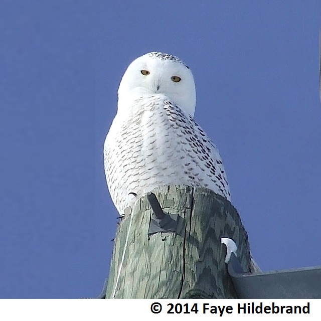 Snowy Owl cropped - Copy