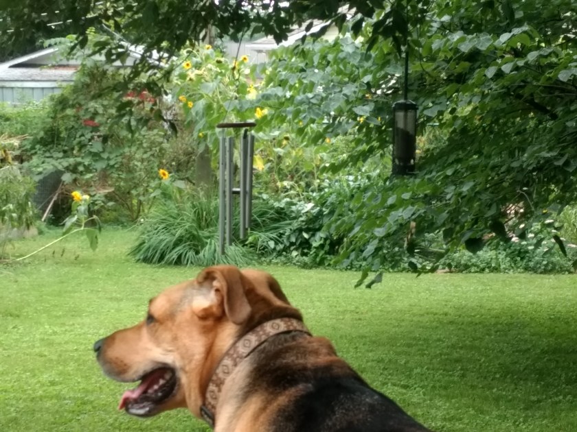 IMG_20180903_140454076