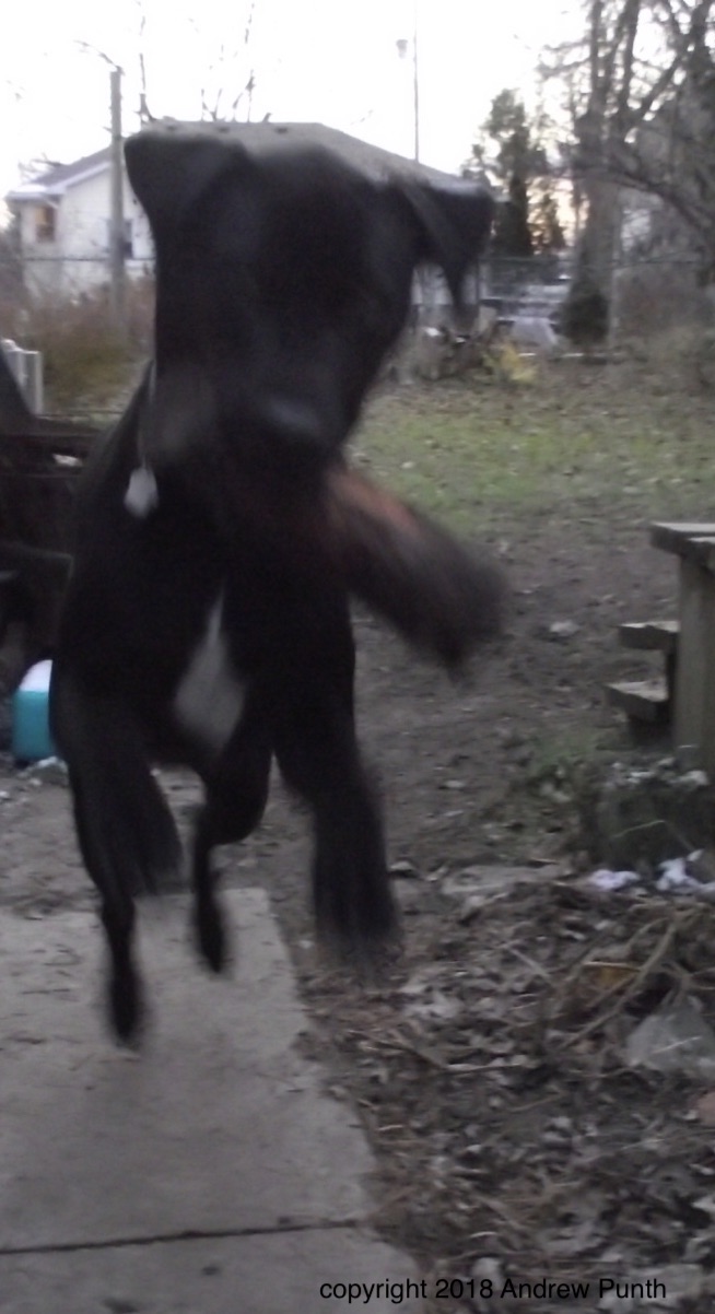 2018-11-20 Fitzi leaps