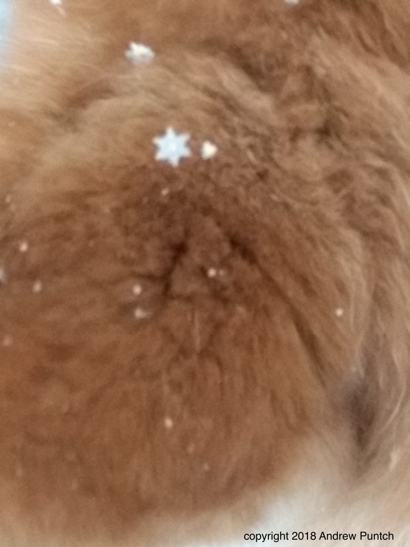 IMG_20181129_164046357