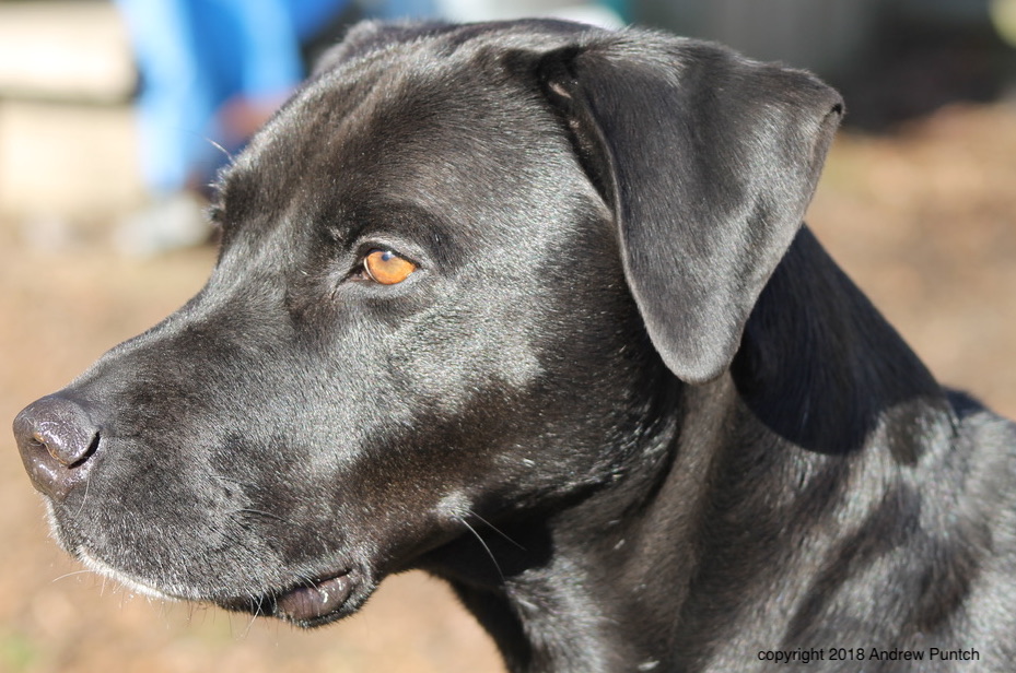 2018-12-16. Fitzi portrait