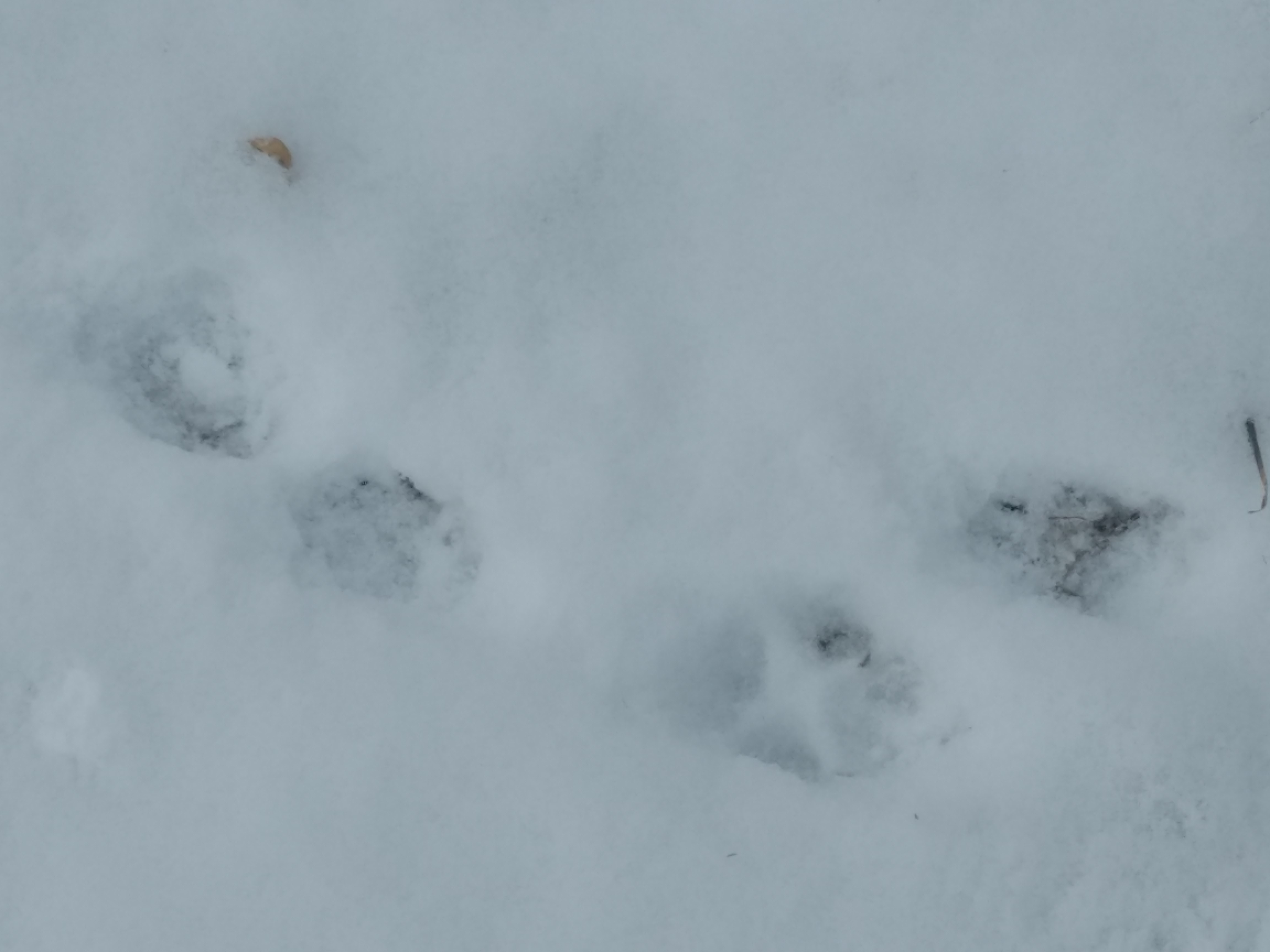 IMG_20190226_114235583