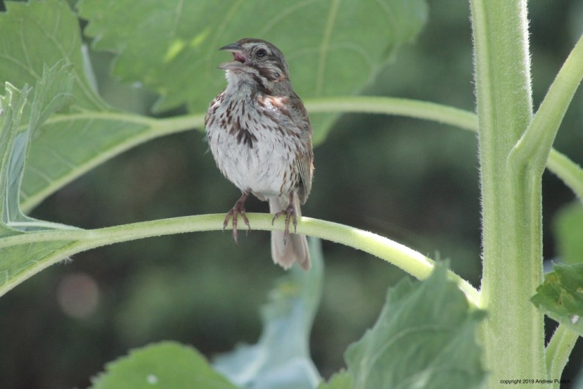 z4PGOABhSsqJ9Jol37lwsw_thumb_4d63