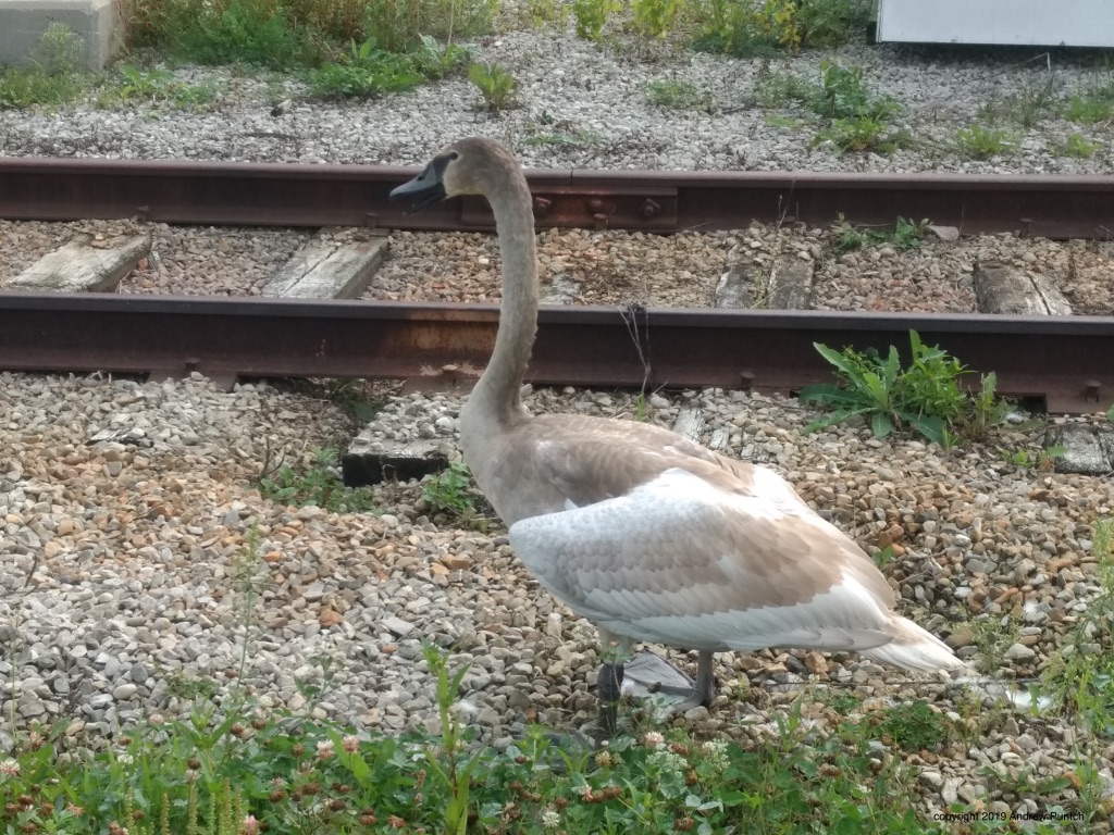 4ZowB6a9R%GGY3PIC7iVGQ_thumb_4ec3