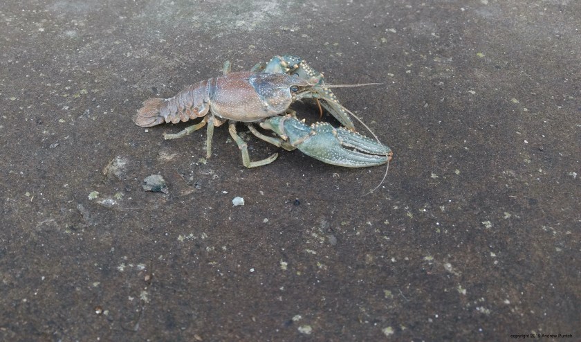 IMG_20191125_141906164-1