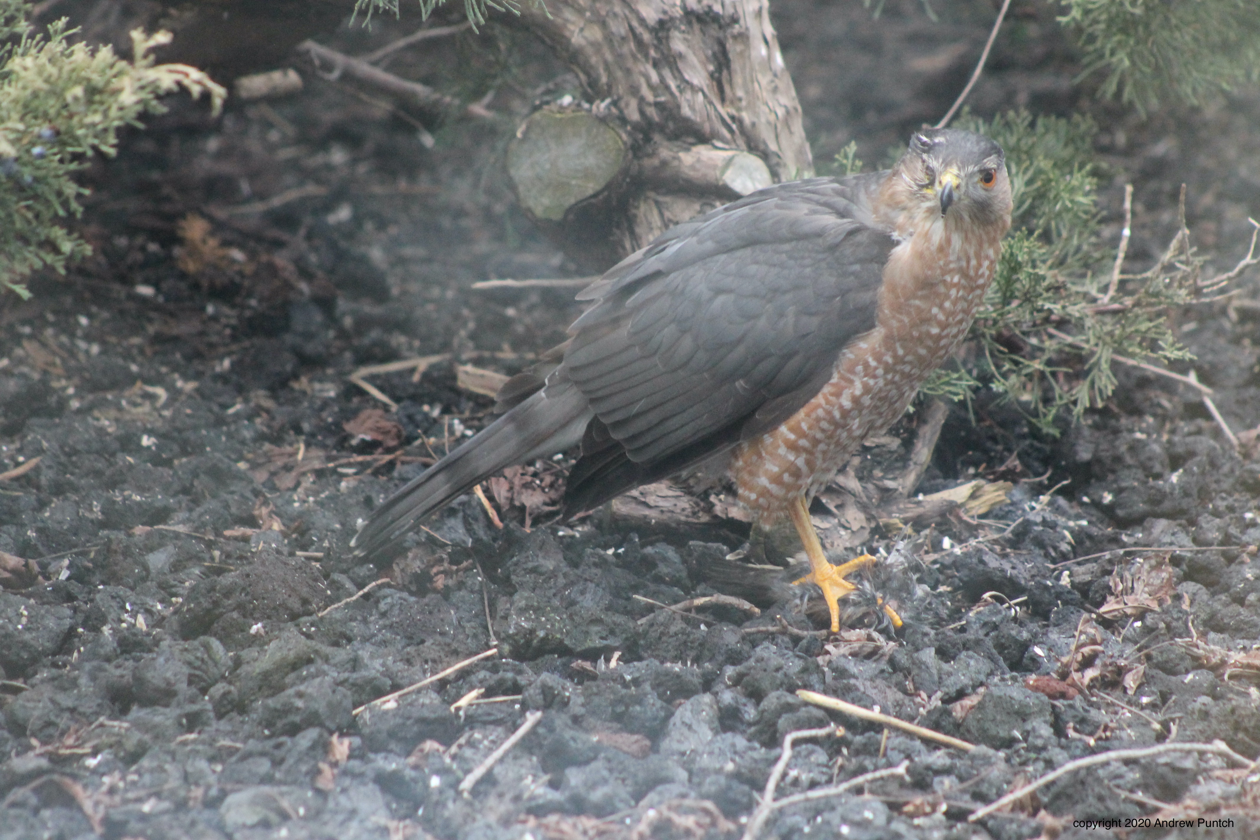 49D065DE-F41F-4FB3-9332-BE1D4204642F_1_201_a