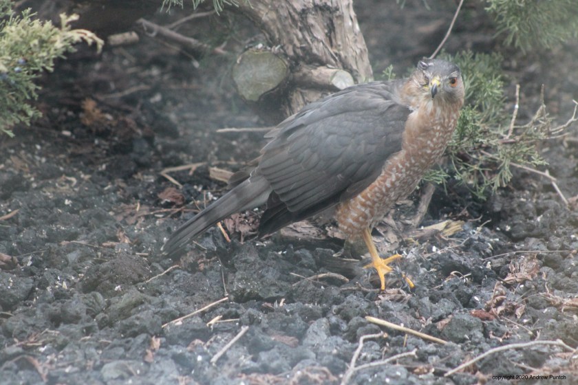 49D065DE-F41F-4FB3-9332-BE1D4204642F_1_201_a