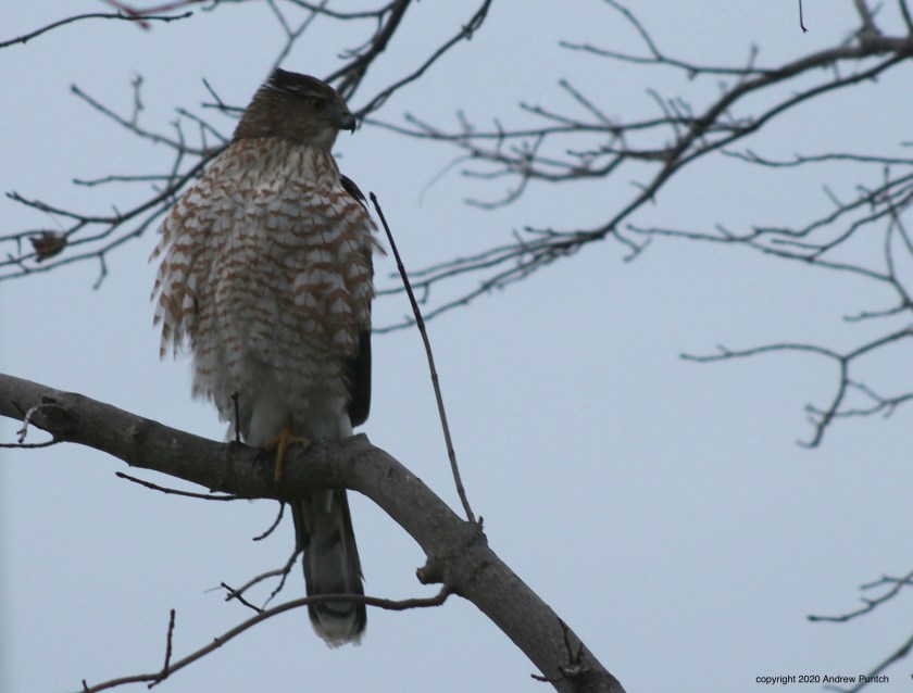 7BF8F9B9-4216-44CB-A131-1934588D8383_1_201_a