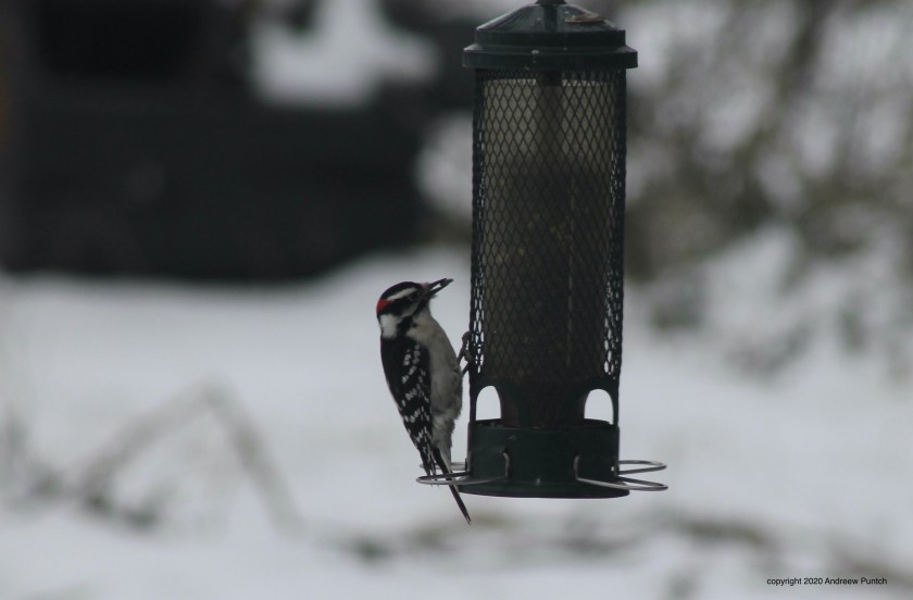 2C668455-396A-49A3-9B23-F5DC5BD4BD69_1_201_a