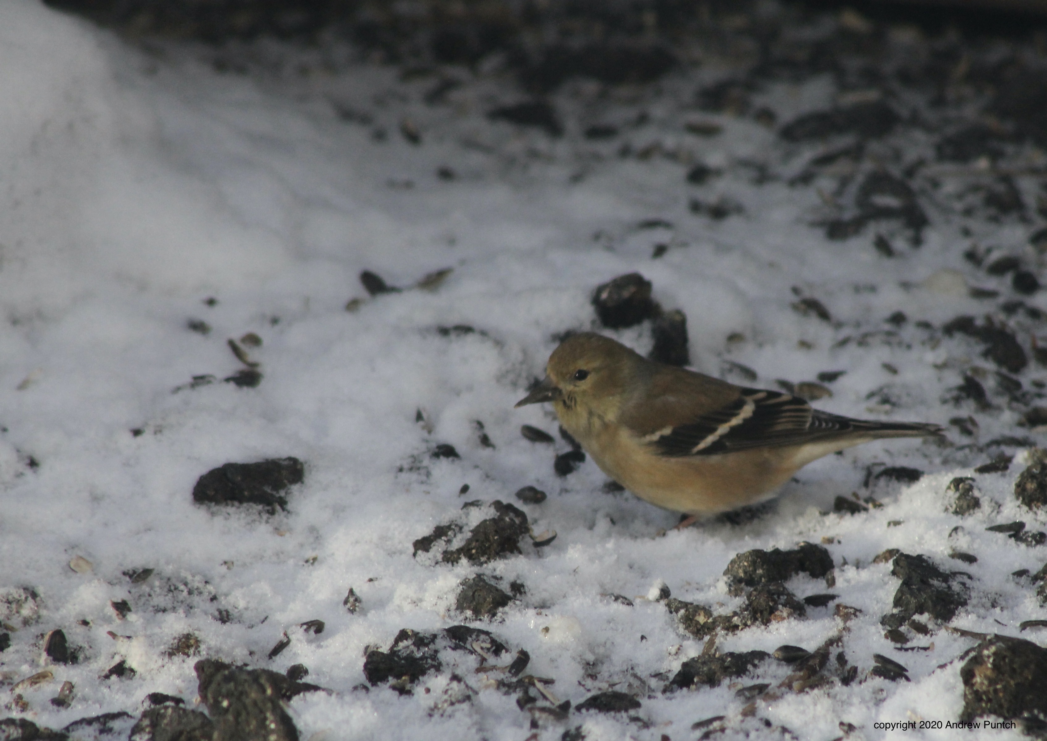 5ADC1562-9BE9-40CC-9D07-0539919E38A1_1_201_a