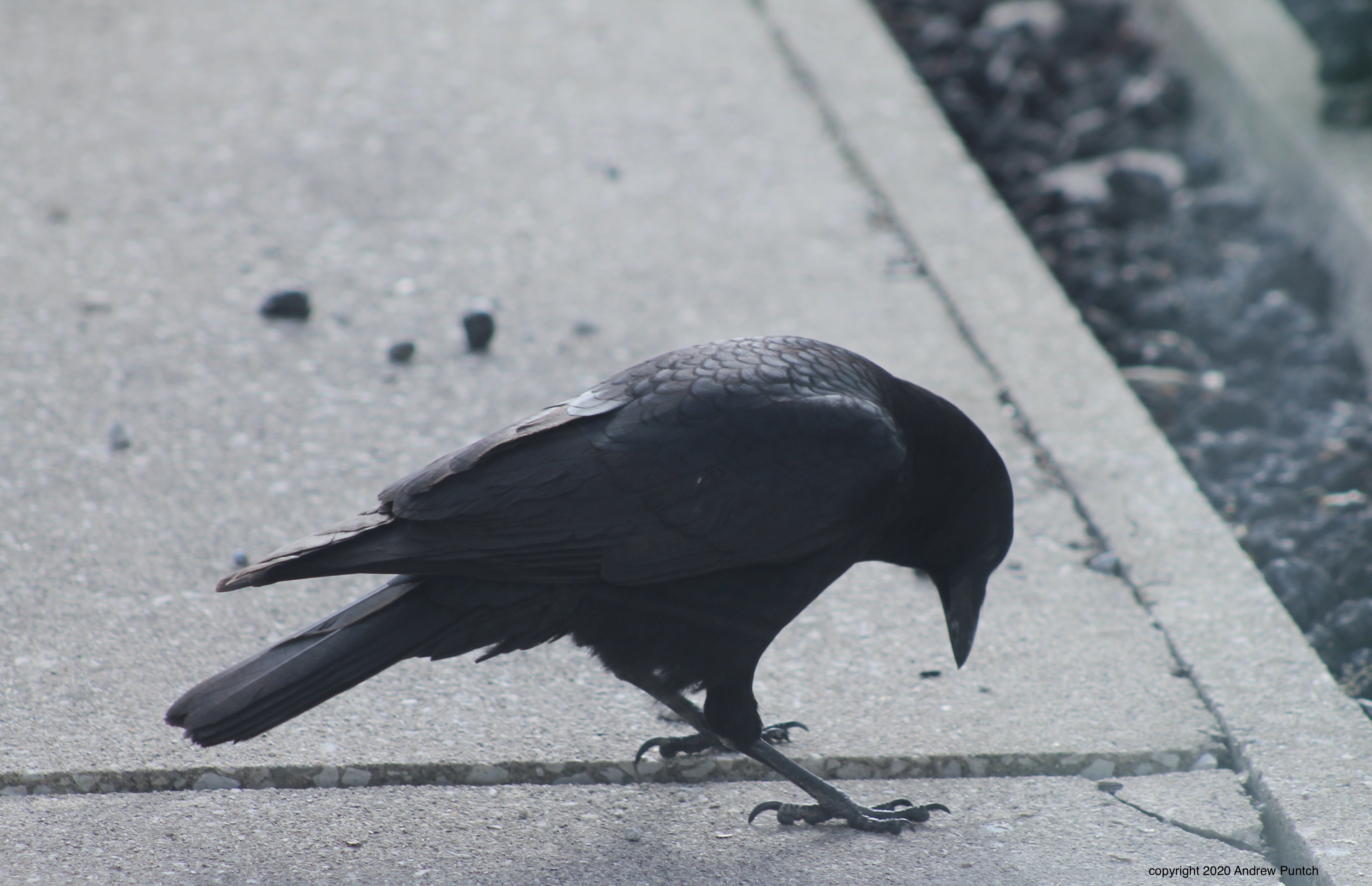 C0AC9734-A06A-4135-9D9C-76DAB4104832_1_201_a