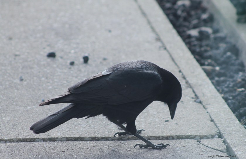 C0AC9734-A06A-4135-9D9C-76DAB4104832_1_201_a