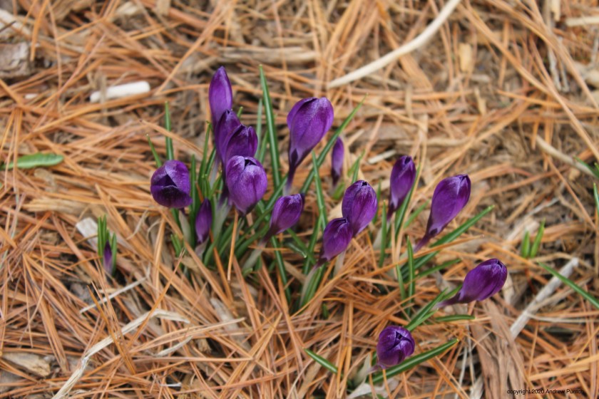 7CA02214-0761-4C55-93F4-8B4ADF11B950_1_201_a