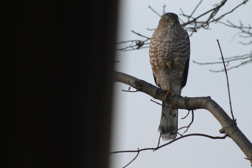 92195DFA-11B4-4361-A449-DEEBD5ED329A