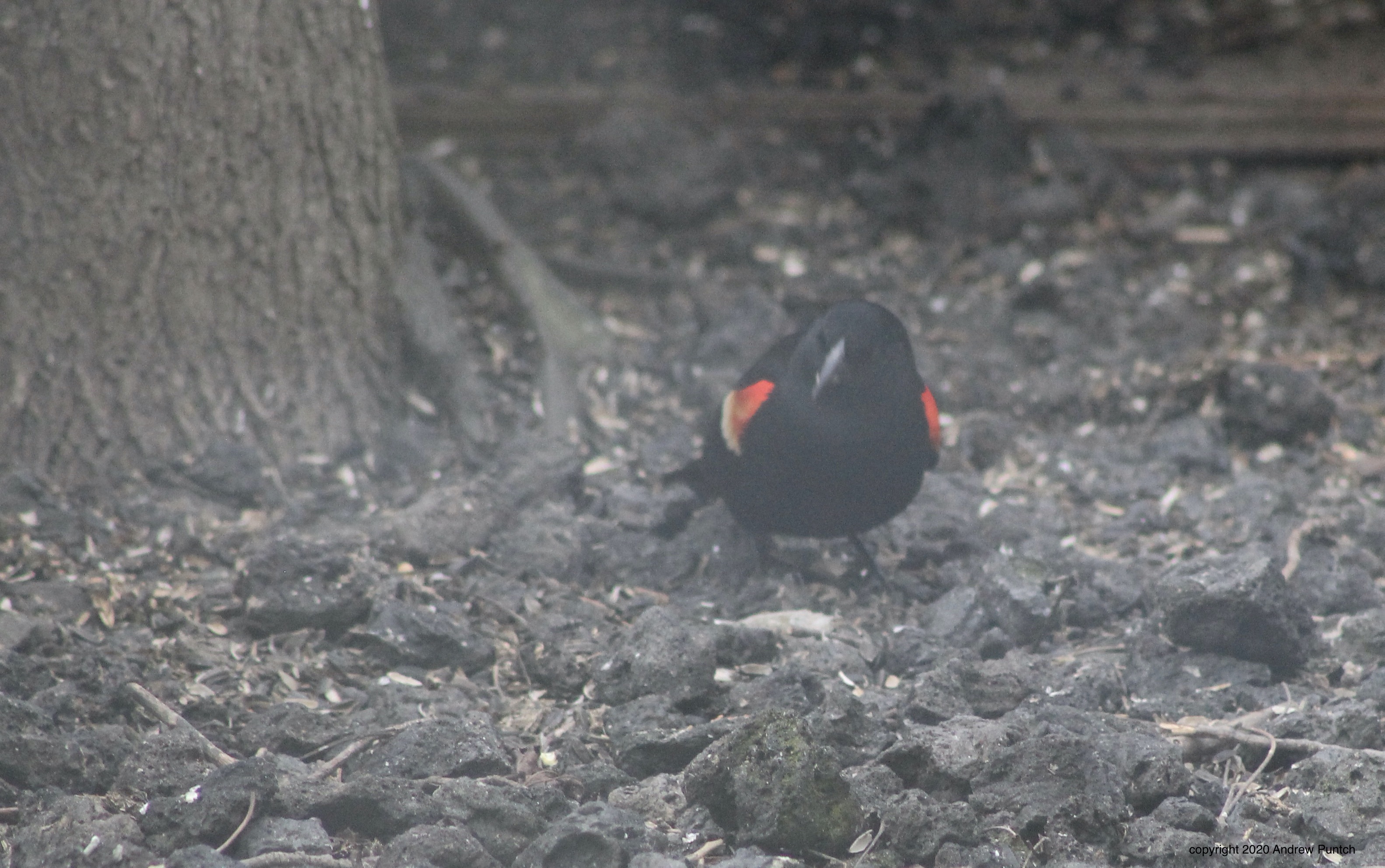 9BB22D11-EB50-41A5-90F3-1849F23CEB6B_1_201_a