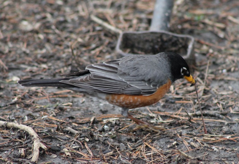 D83A6C90-5D8B-43DB-8586-F2161FF2C259_1_201_a