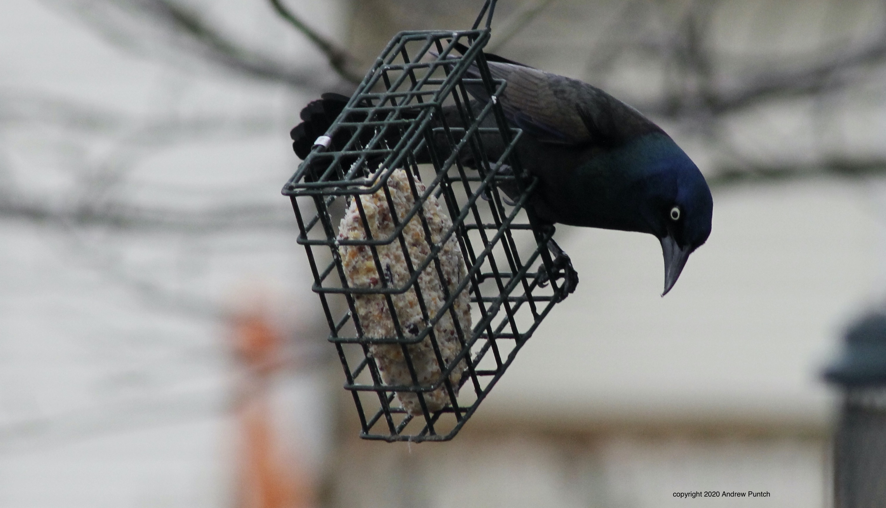 ECB0E749-1EE5-4798-B2E9-AC2BA44B97F1_1_201_a