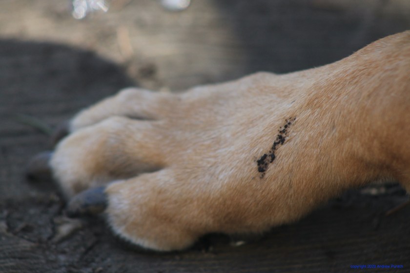 F1C38FE1-B221-413A-9B00-A3DF8F8FE466_1_201_a