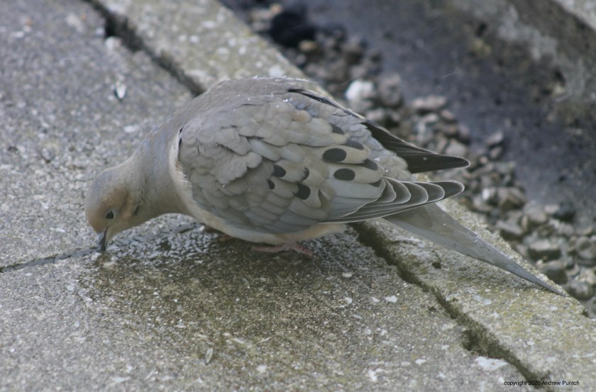 86C94428-942B-4897-B26F-4FFBD7AFB0E3_1_201_a