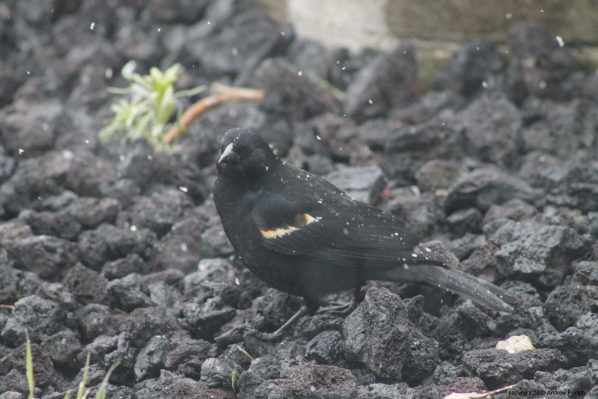 93817395-9204-4A08-ABD3-D5CBAD0EBC5C_1_201_a