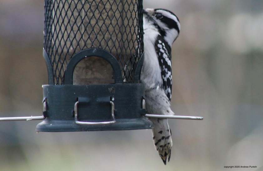 A2500933-C023-4DB0-86A3-6B8736316AC8_1_201_a