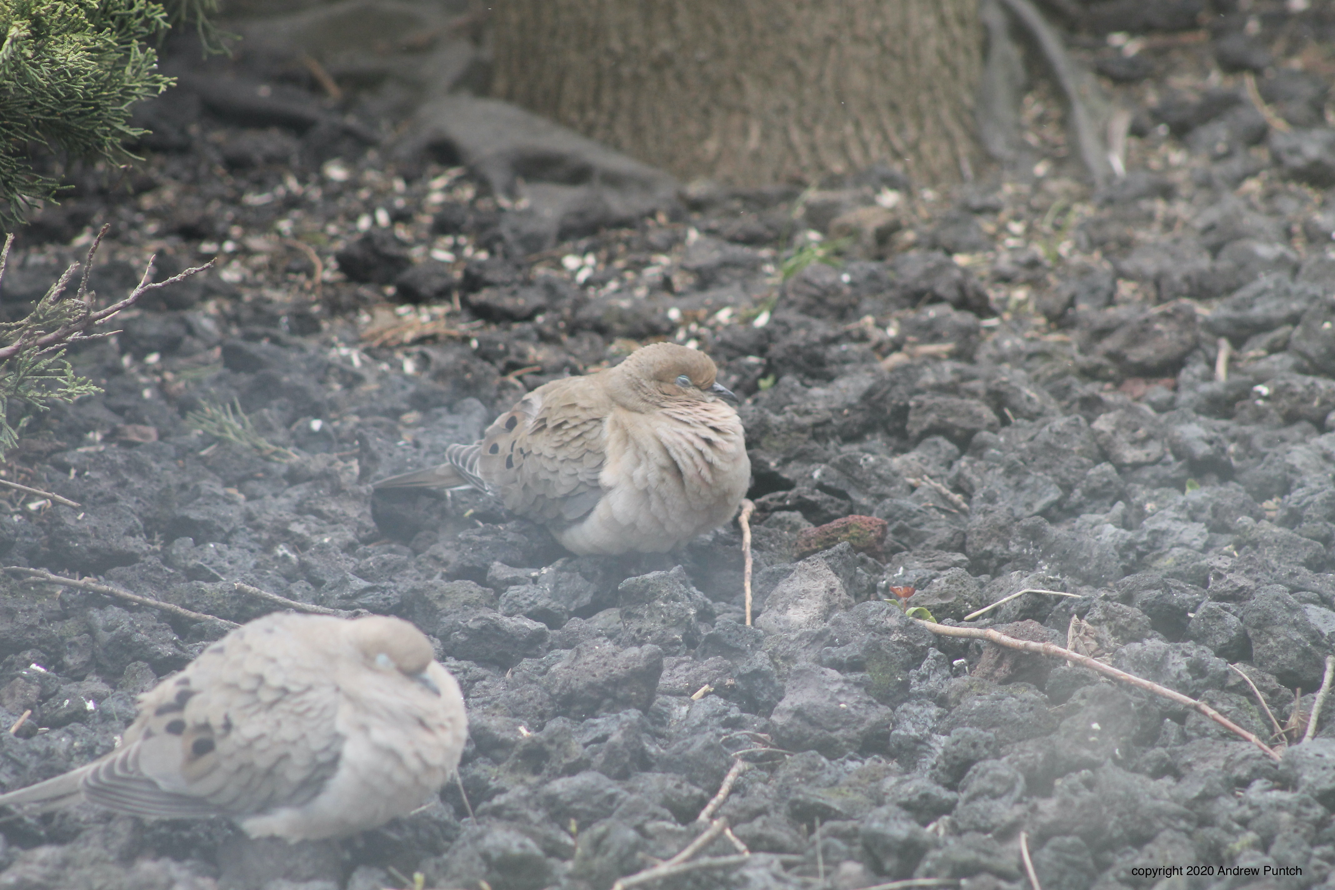 A4A5BAA1-68AD-4AF8-9FFD-543D18F4EB2D_1_201_a