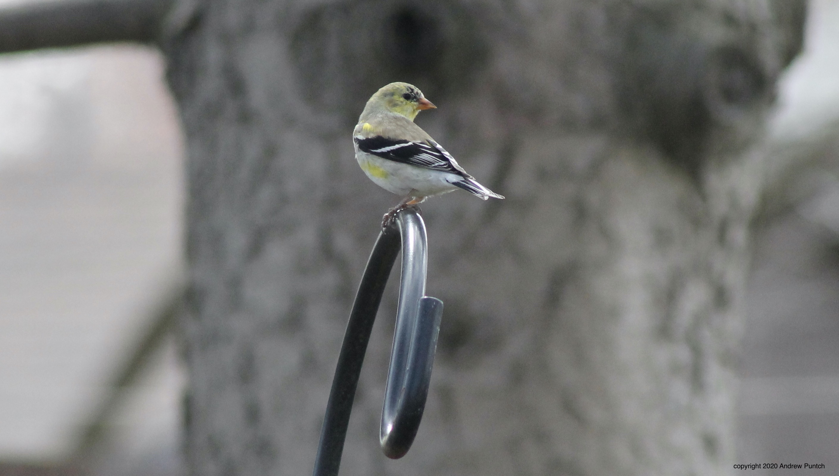 B3A80F0F-7E1F-4256-A511-A11293681075_1_201_a