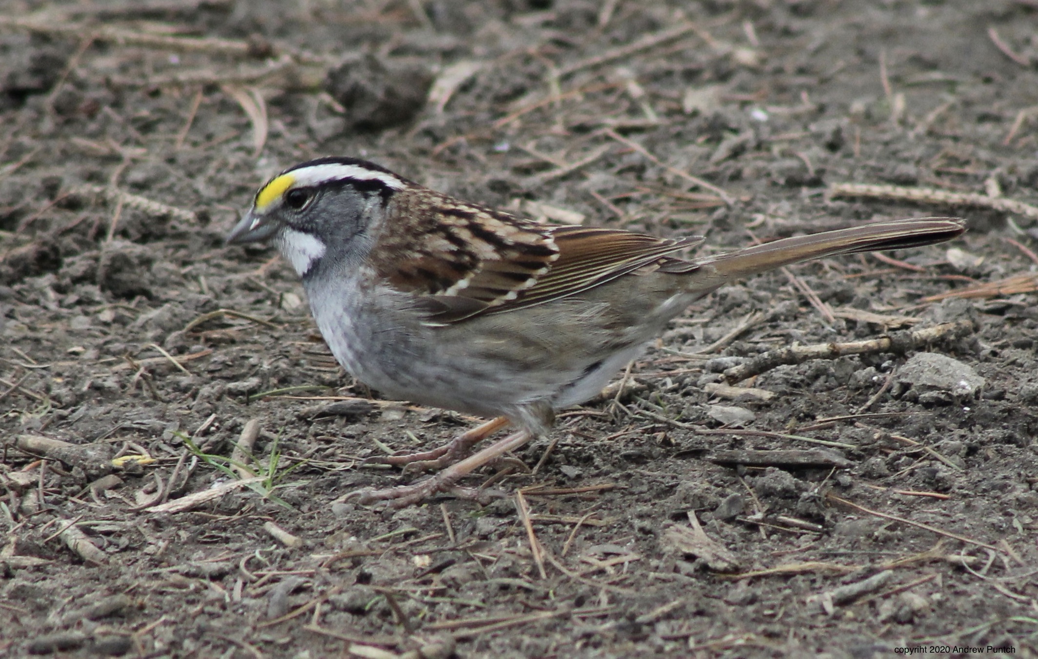 D1FFEC78-EC0E-4495-90C5-49FDFF6E588F_1_201_a