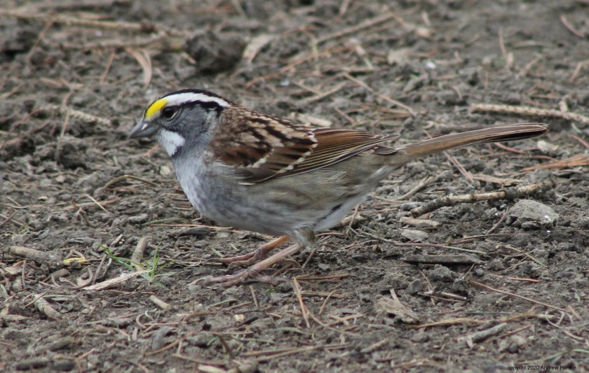 D1FFEC78-EC0E-4495-90C5-49FDFF6E588F_1_201_a