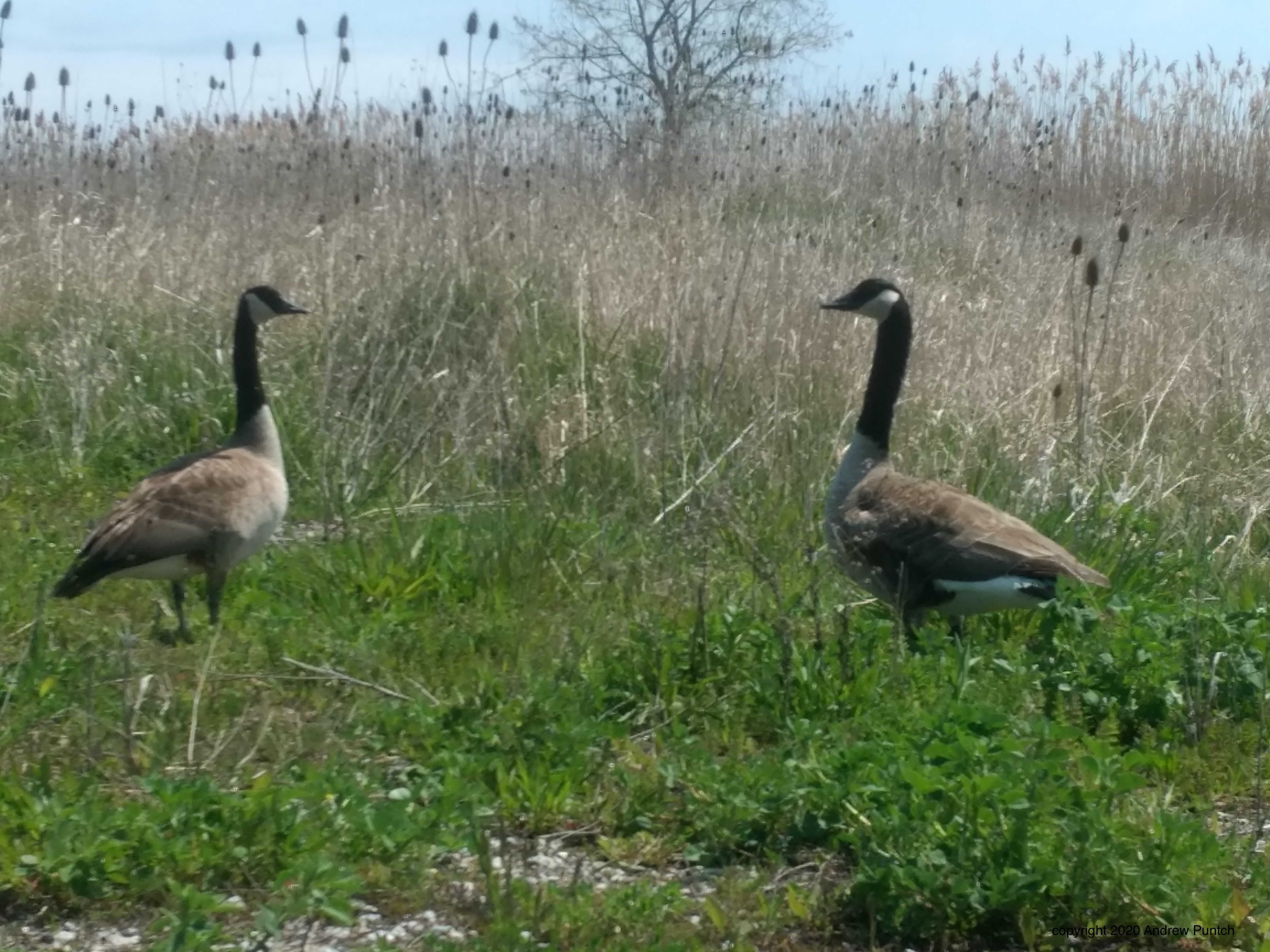 1E752EC6-2D97-4EAE-8CE8-091E0EFE7234_1_201_a