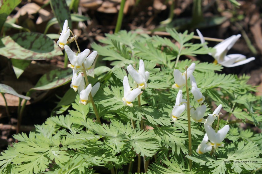 4DCC89B6-CF9F-462D-9F16-13B802B661F1_1_201_a