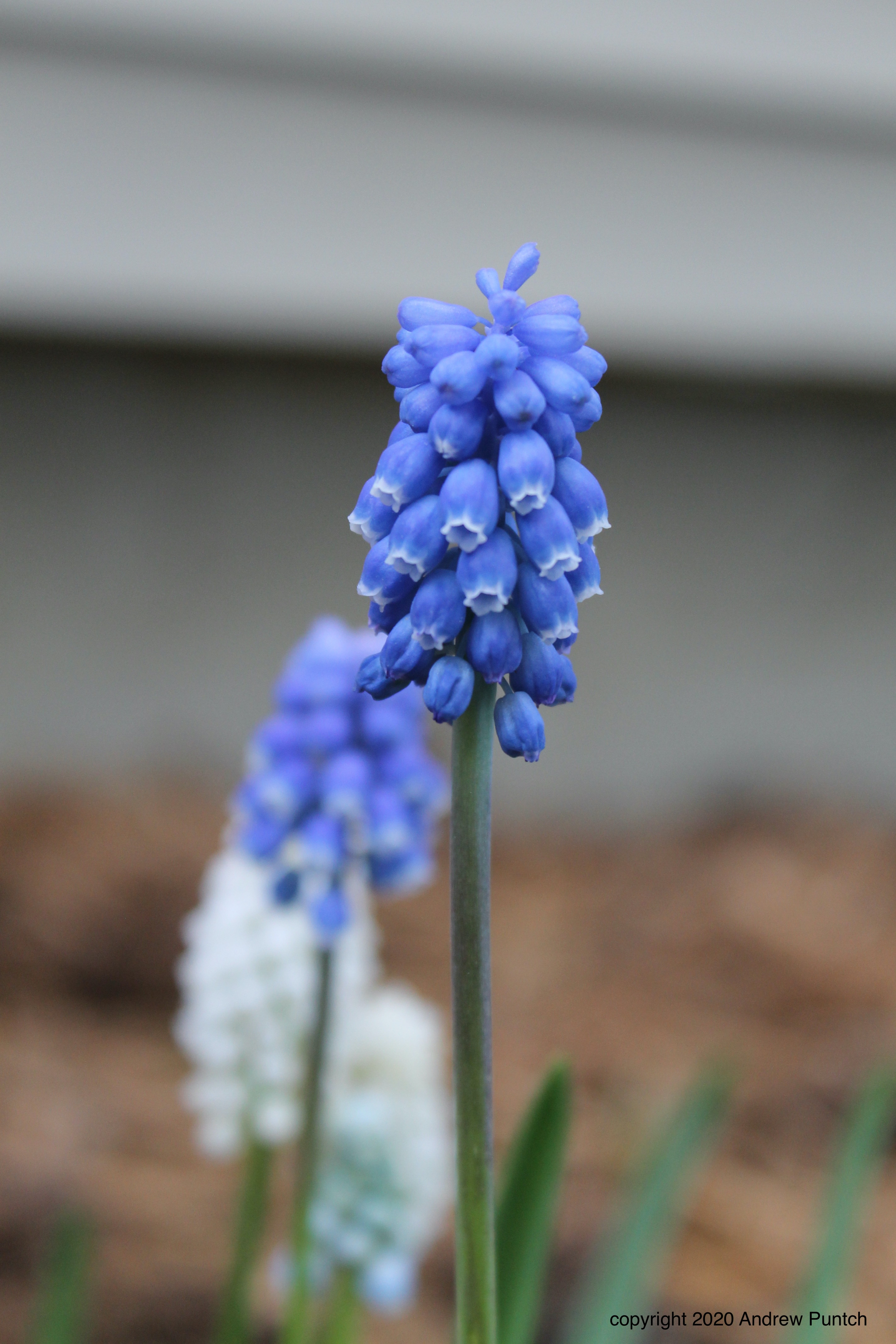 6BC2F784-BC8F-46B5-9490-AF5EEABB1C9F_1_201_a