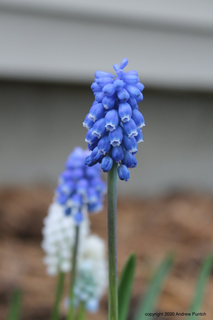 6BC2F784-BC8F-46B5-9490-AF5EEABB1C9F_1_201_a