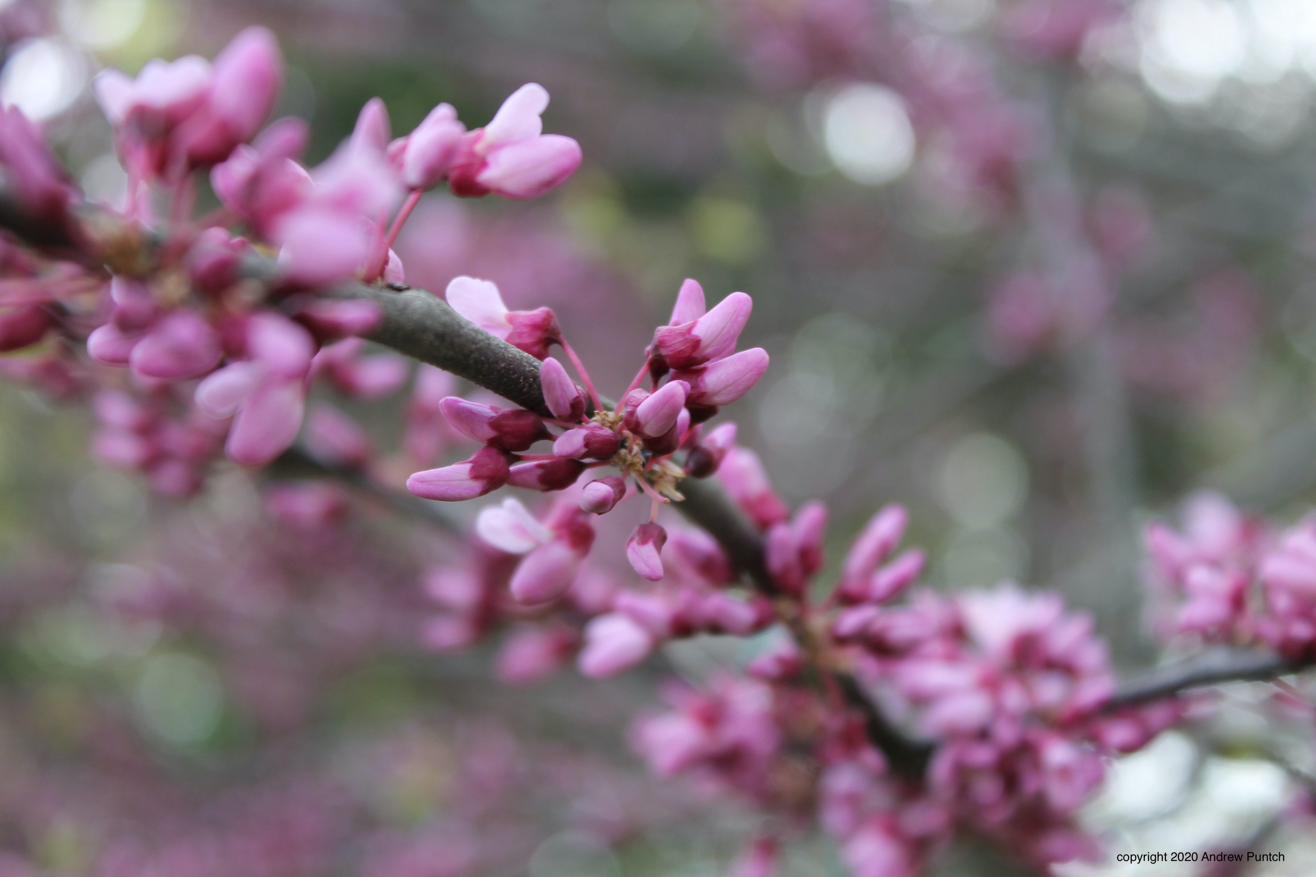 AB47D66B-3DDE-4940-885F-FD94BF5DB7EA_1_201_a