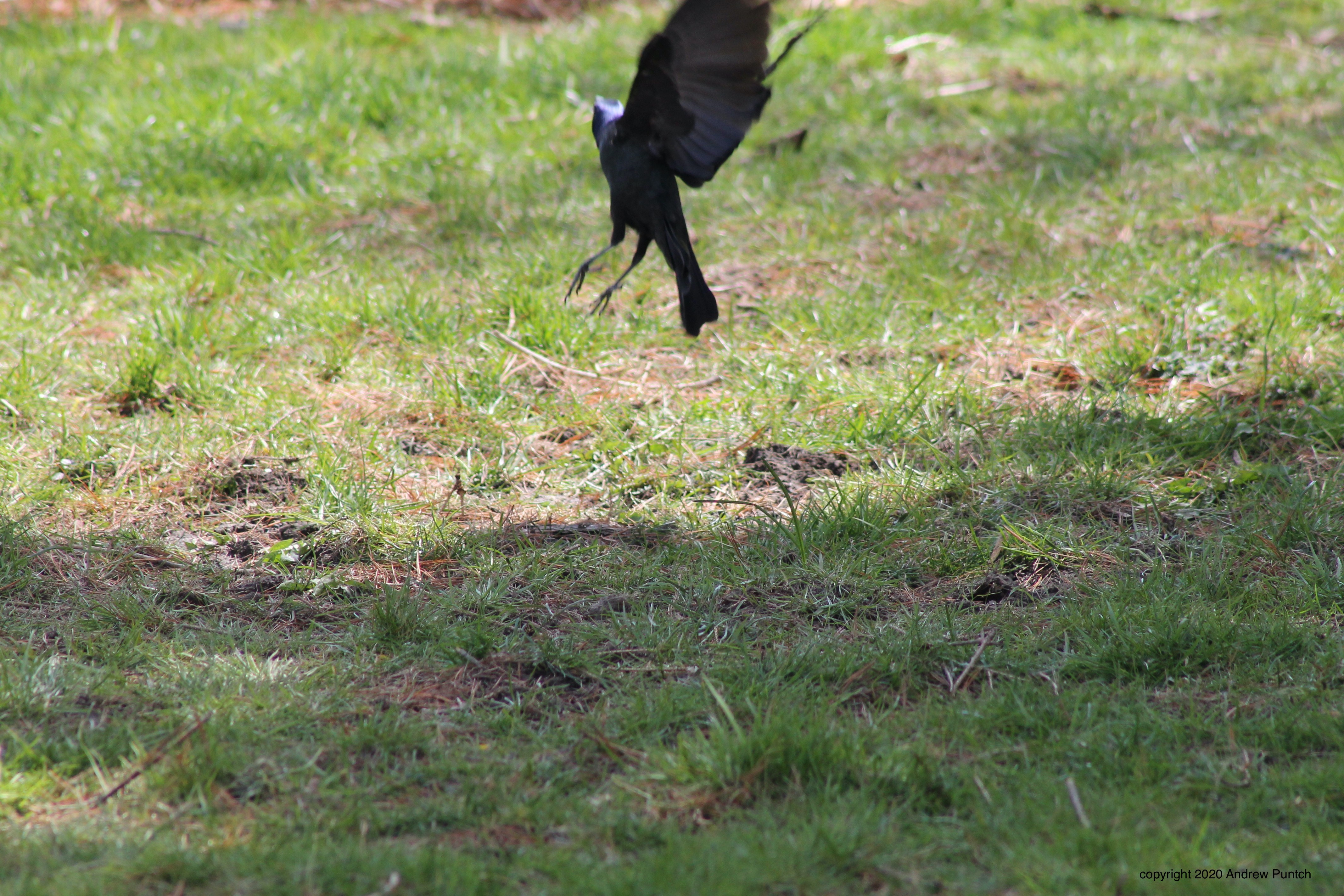 BF6D9048-C570-4FB4-83F7-2580A55613C5_1_201_a