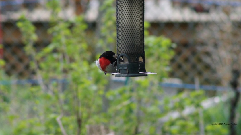 E6DB42E6-9F24-4B5D-936F-40C6183090B1_1_201_a