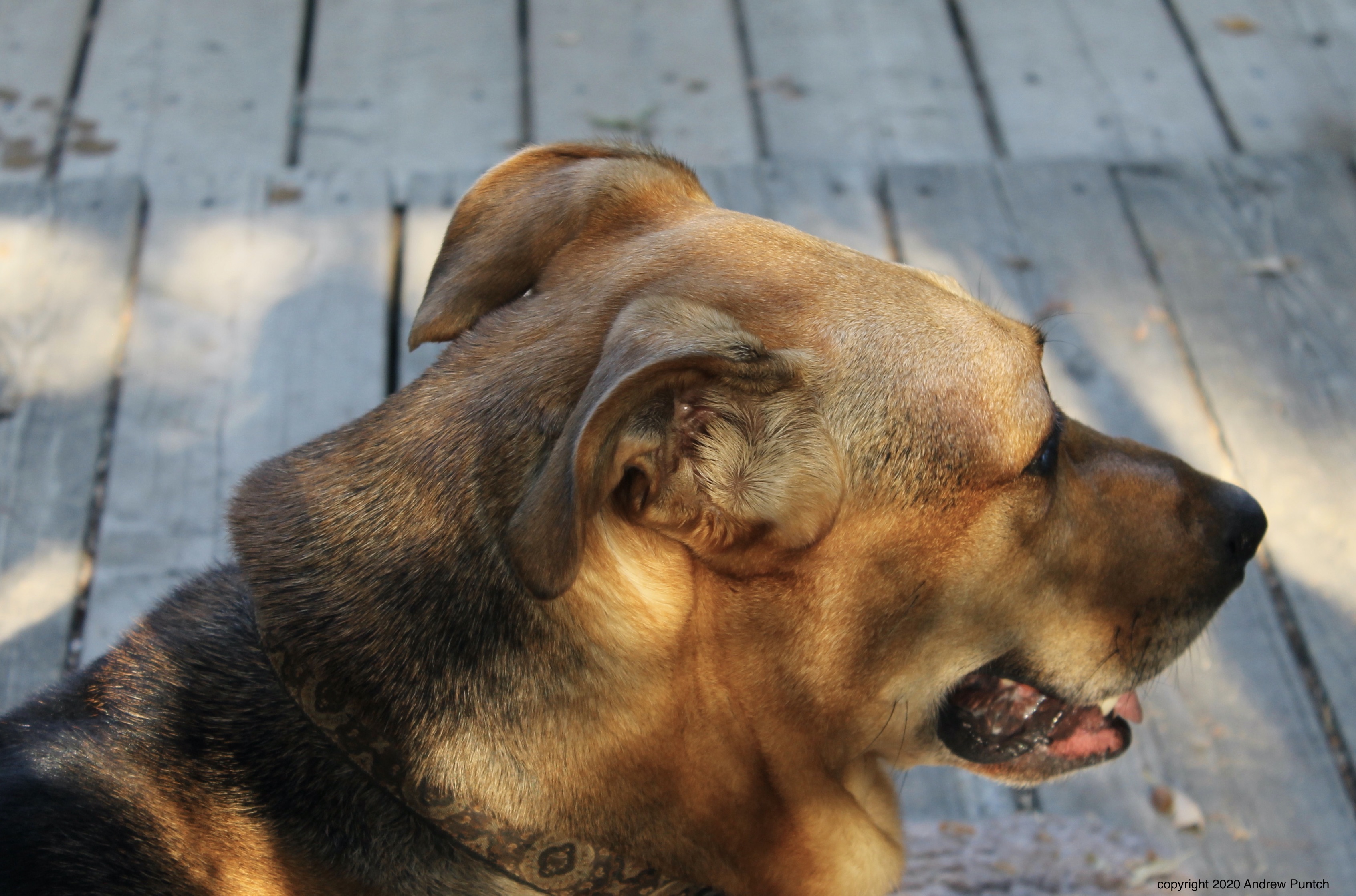 7875F7E8-8E8B-4D2B-9455-3F3C32434615_1_201_a