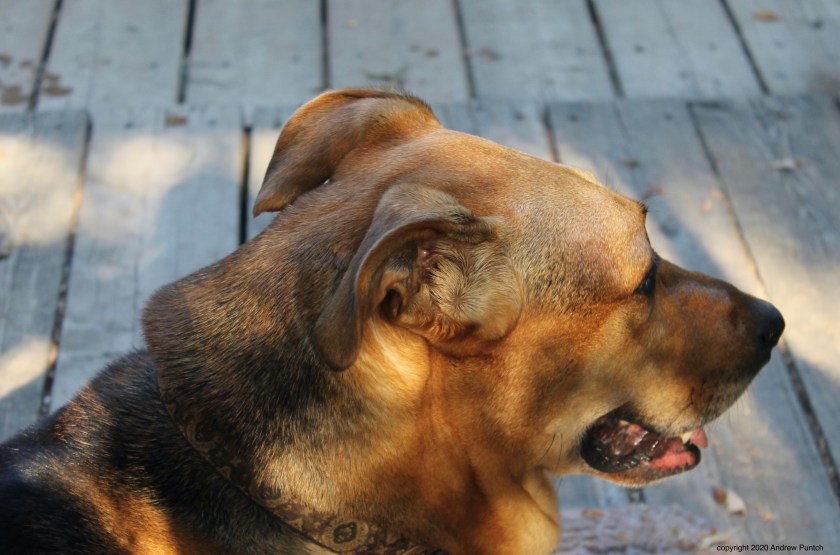 7875F7E8-8E8B-4D2B-9455-3F3C32434615_1_201_a