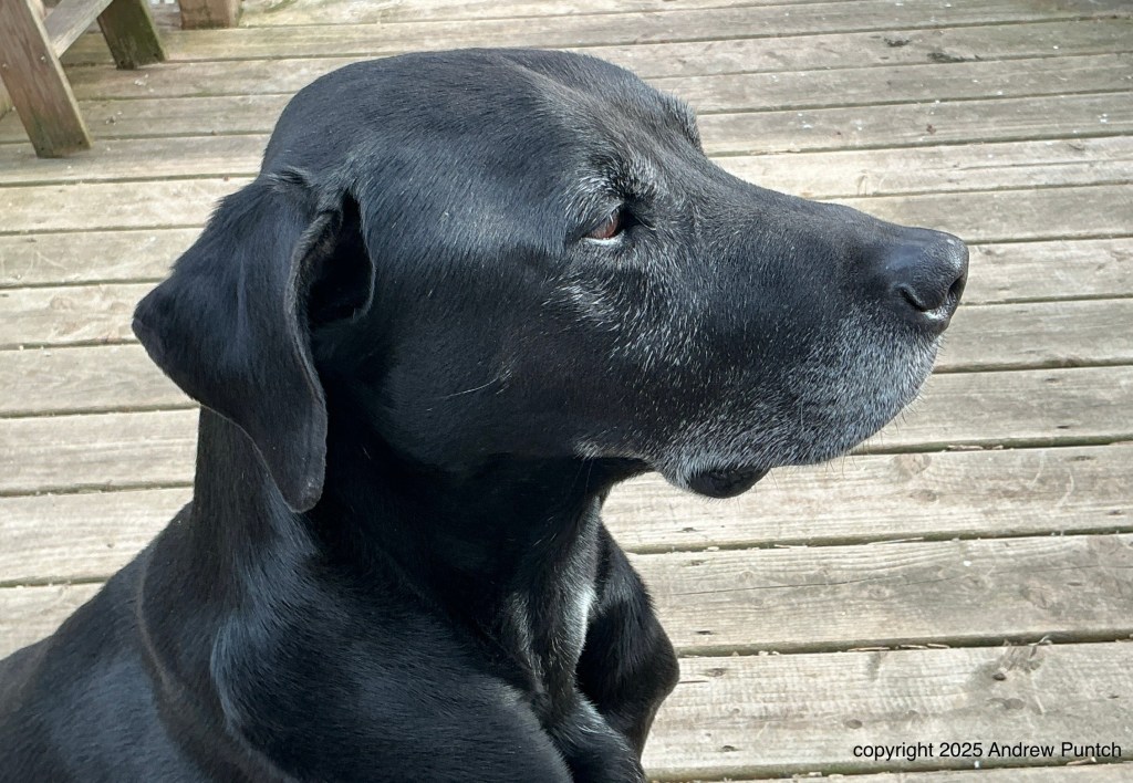 A profile photo of an older black Labrador Retriever mixed breed looking to the right and looking noble with grey hairs on his muzzle and around his eyes.