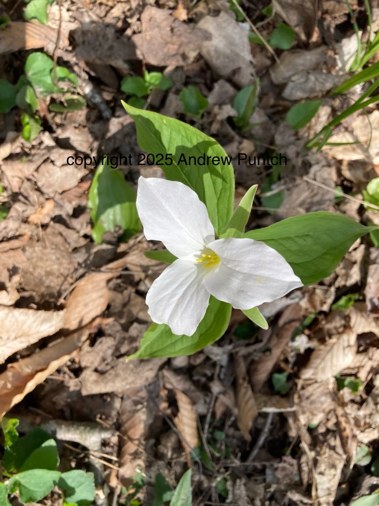 A close-up photo of a White Trillium (Trillium grandiflorum), Ontarios’ official provincial flower.