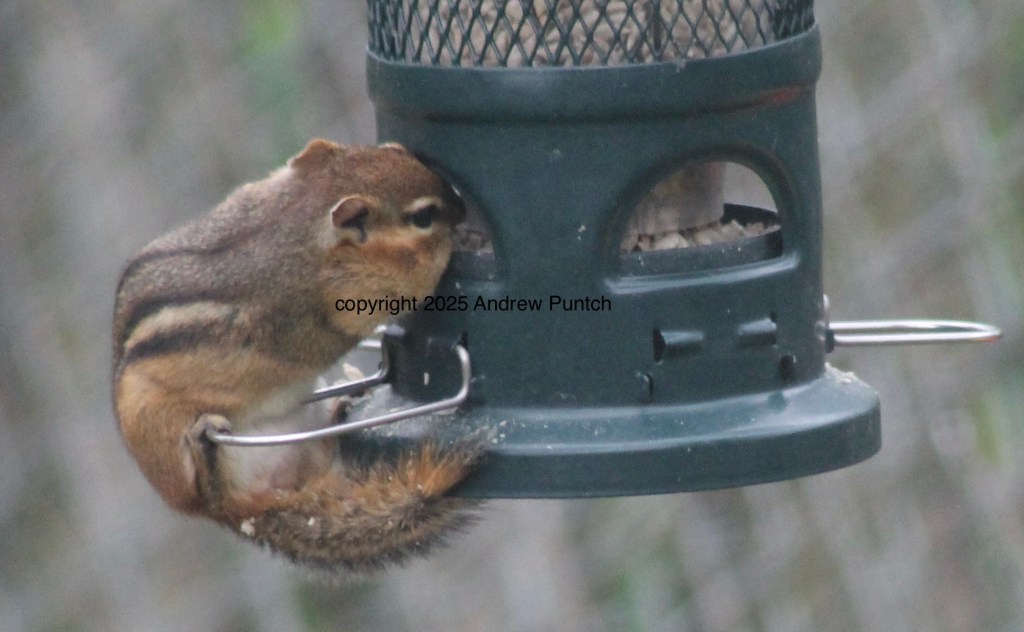 A chipmunk is seen at a bird feeder, filling its cheek pouches with sunflower kernels.