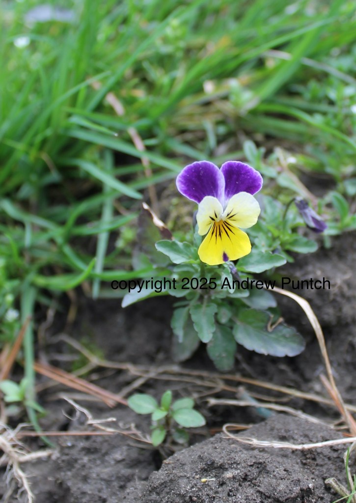 A close-up image of a Johnny Junp-up bloom.