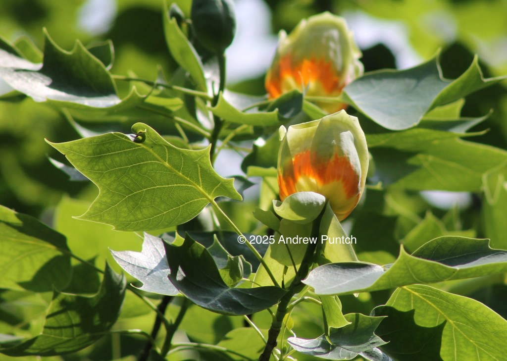 A photo of two tulip tree flowers.