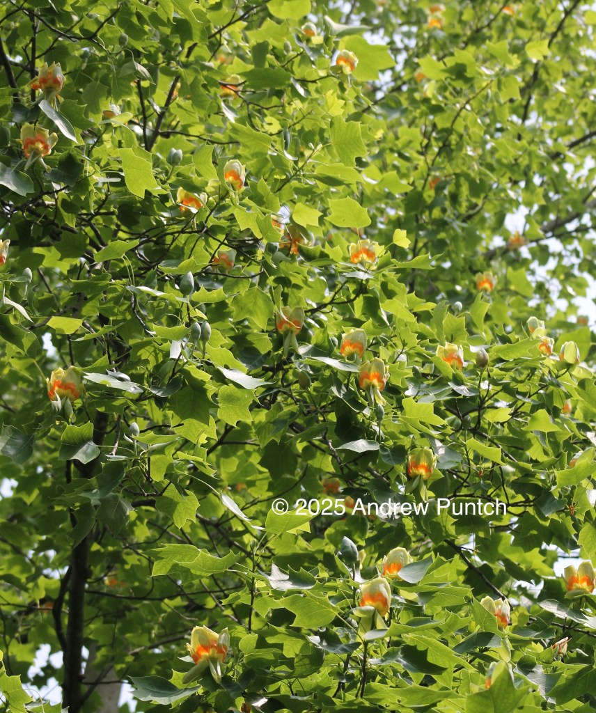 A photo of a number of tulip tree flowers.